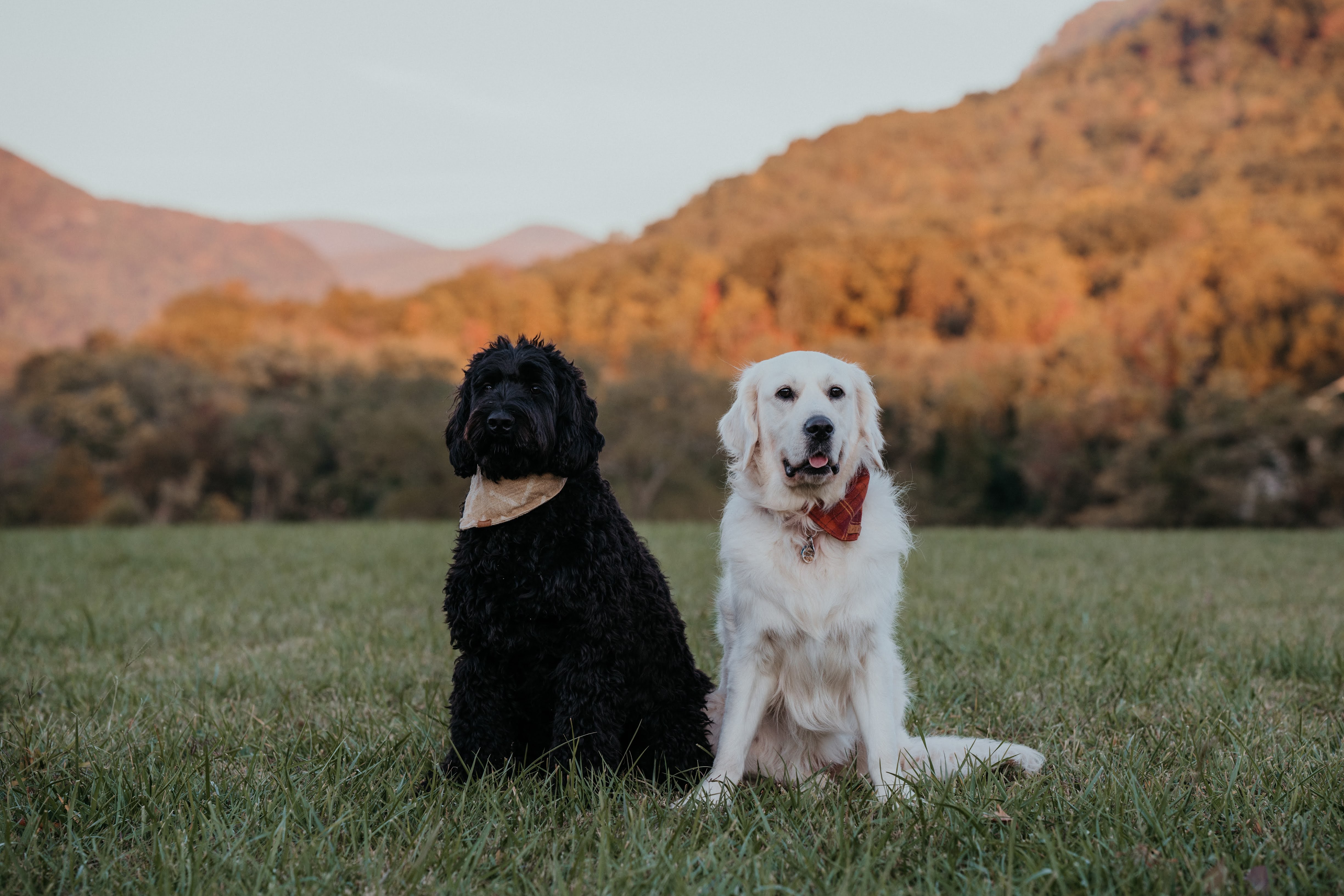 Are American Golden Retrievers Genetically Different From English Ones?