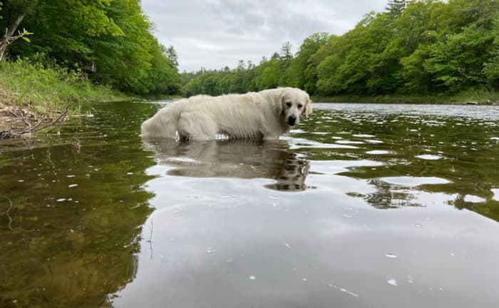 Are White Golden Retrievers Rare?