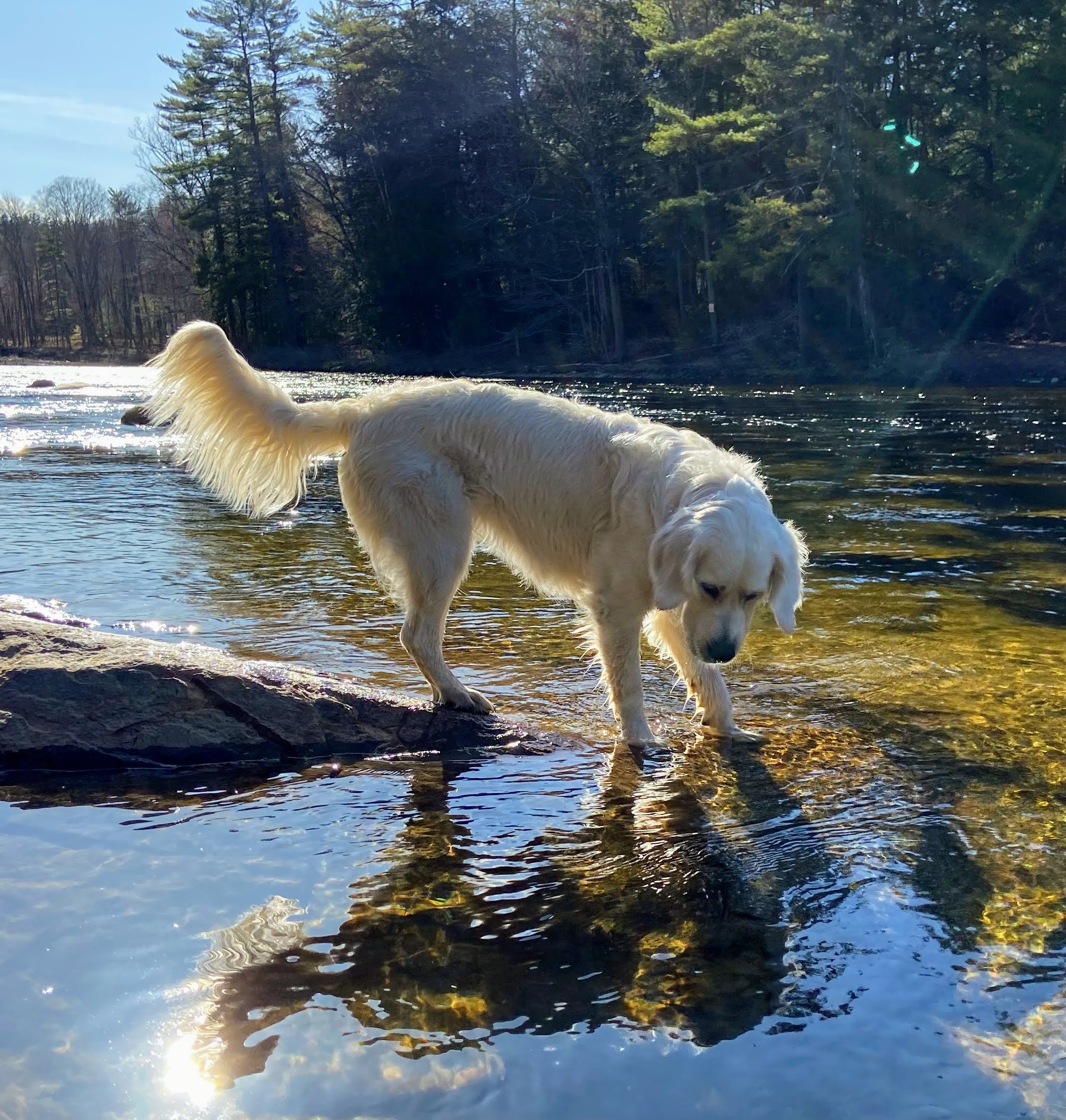 Are Cream Golden Retrievers Still Golden Retrievers?
