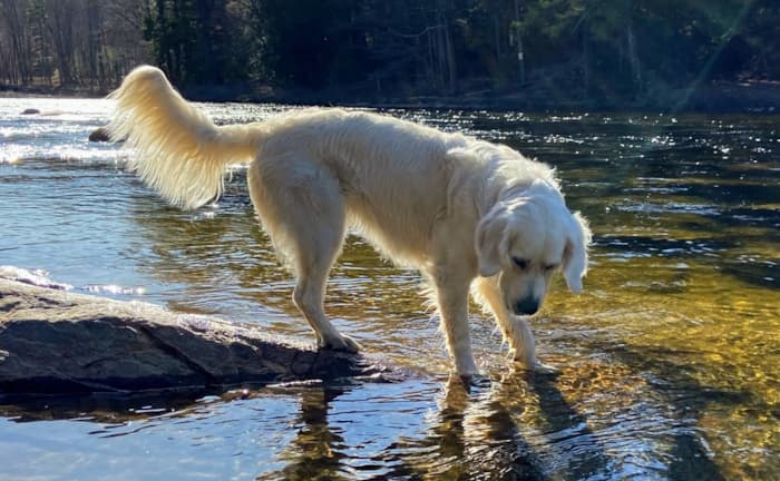 Are Cream Golden Retrievers Still Golden Retrievers?