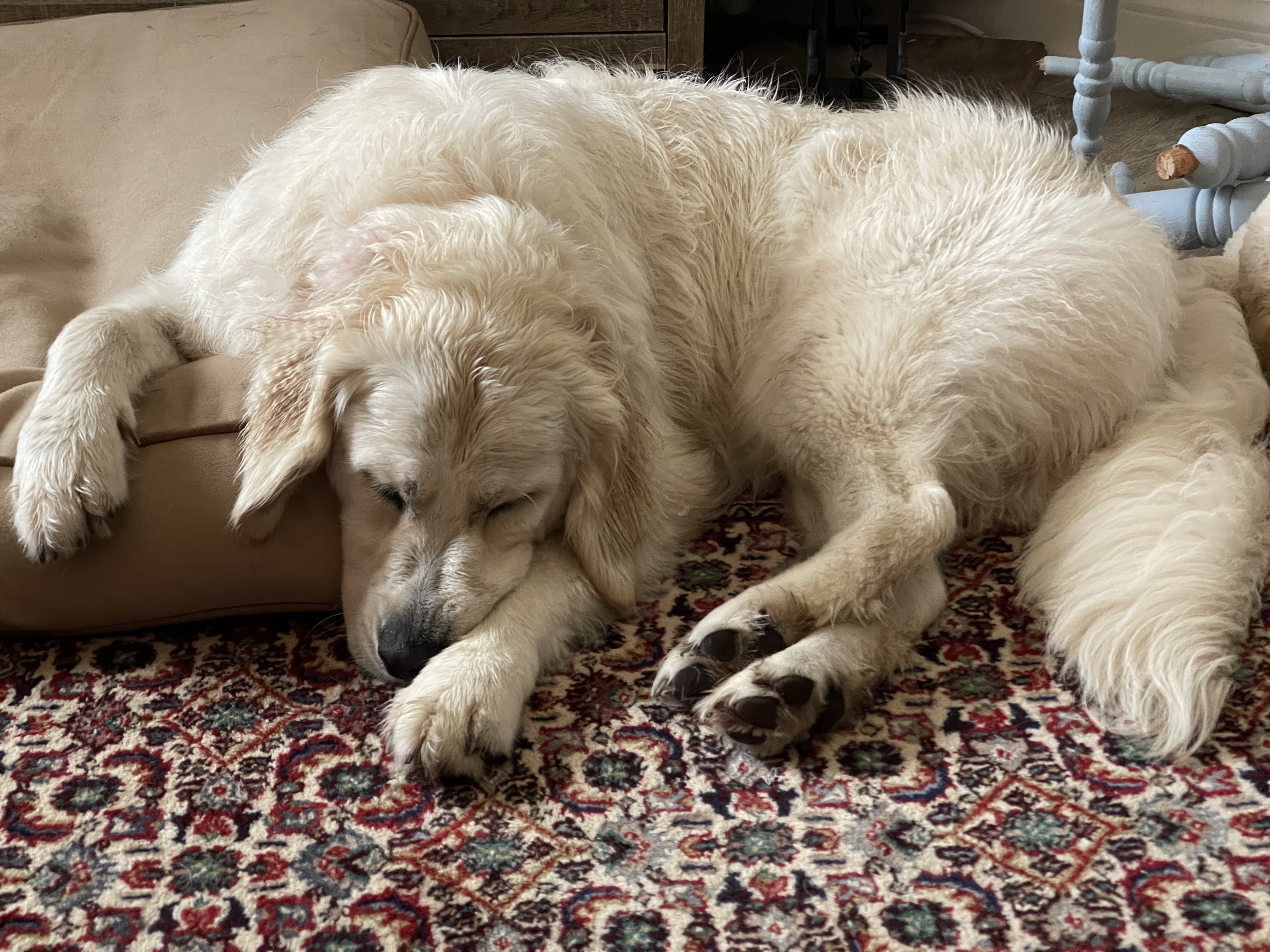 English Golden Retriever vs. American Golden Retriever