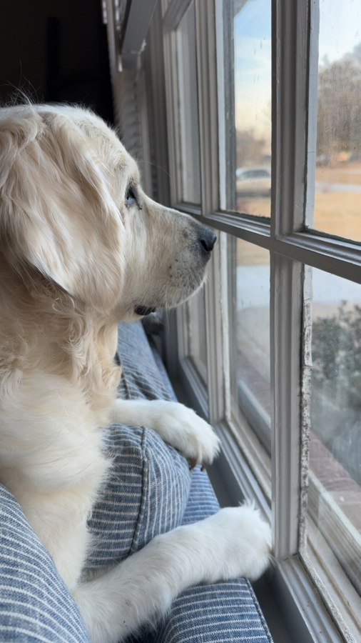 Boyfriend, boyfriend