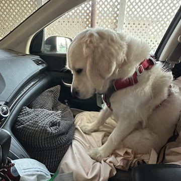 Riding Shotgun - Ruthie